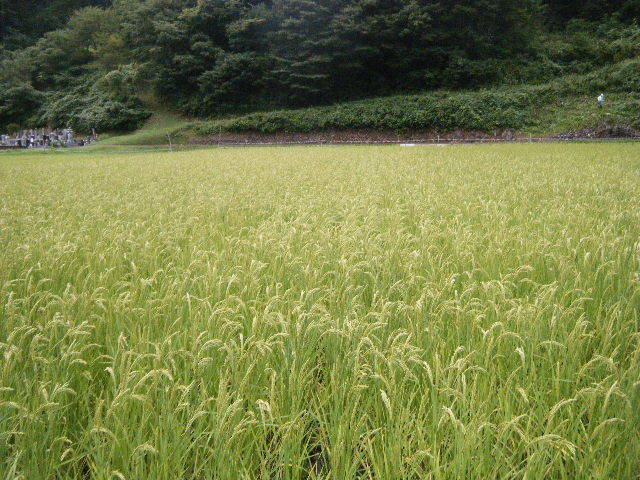 勘六縁のお米 