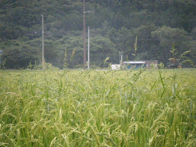 勘六縁のお米