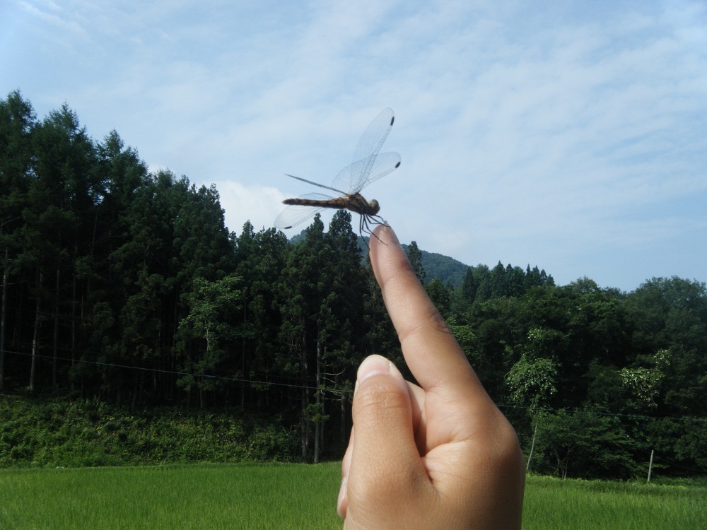 むしめづるひめ