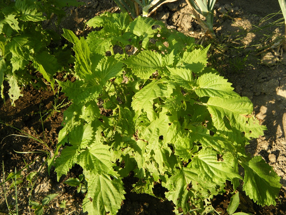 ハーブは虫に強いはずなのに