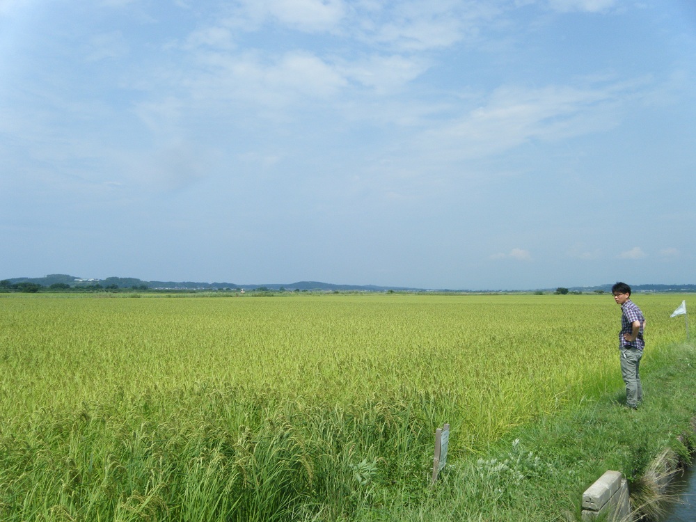 田んぼのようす