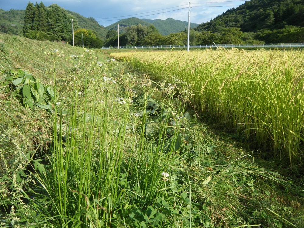 ニラの花が咲いている