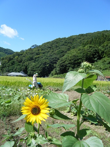 父とひまわりと青い空