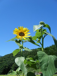 秋の空とひまわり