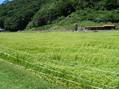 金色の野