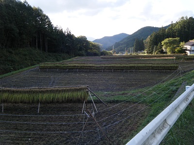 稲刈り完了のおしらせ