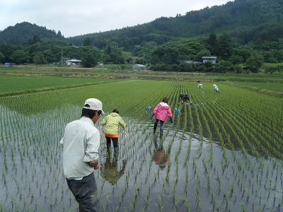 草引き五本槍