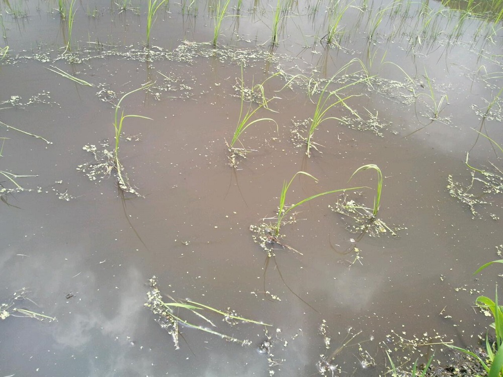 草とり後、パヤパヤに見える稲たち