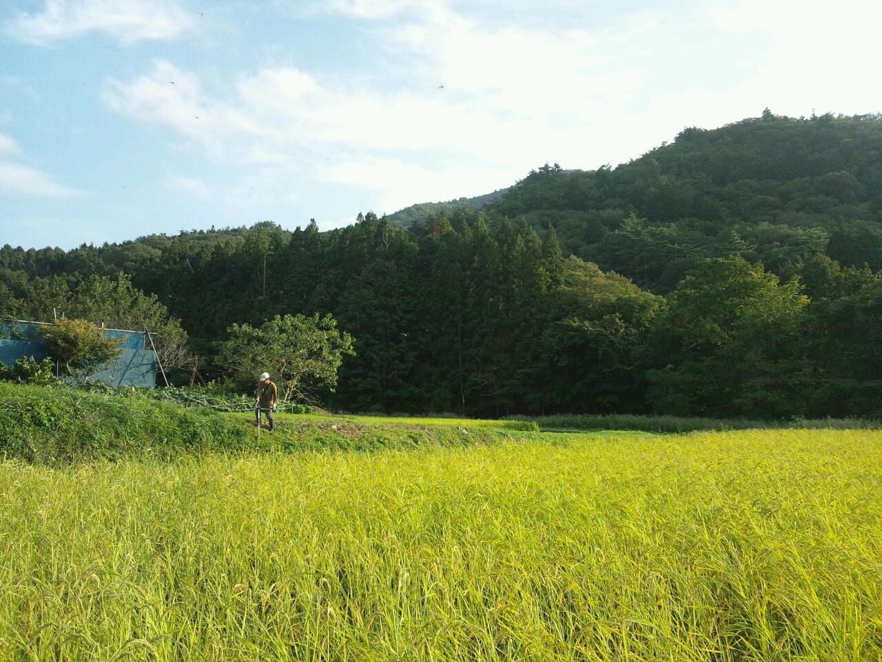 2015年９月、稲刈りに向けて草刈り中の陽佑氏。