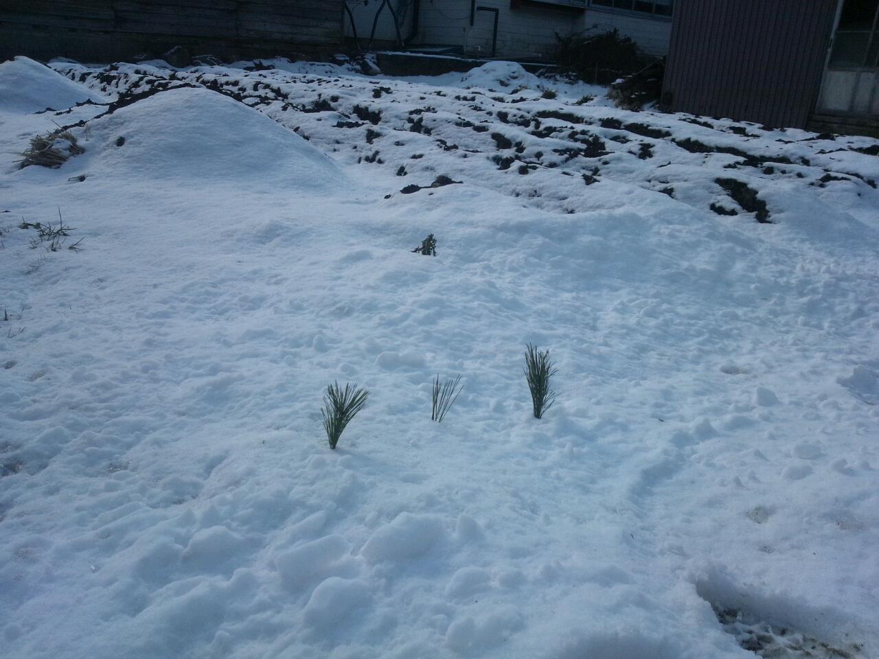小正月にやることの一つみたい。雪を田んぼ、松を苗に見立てて。
