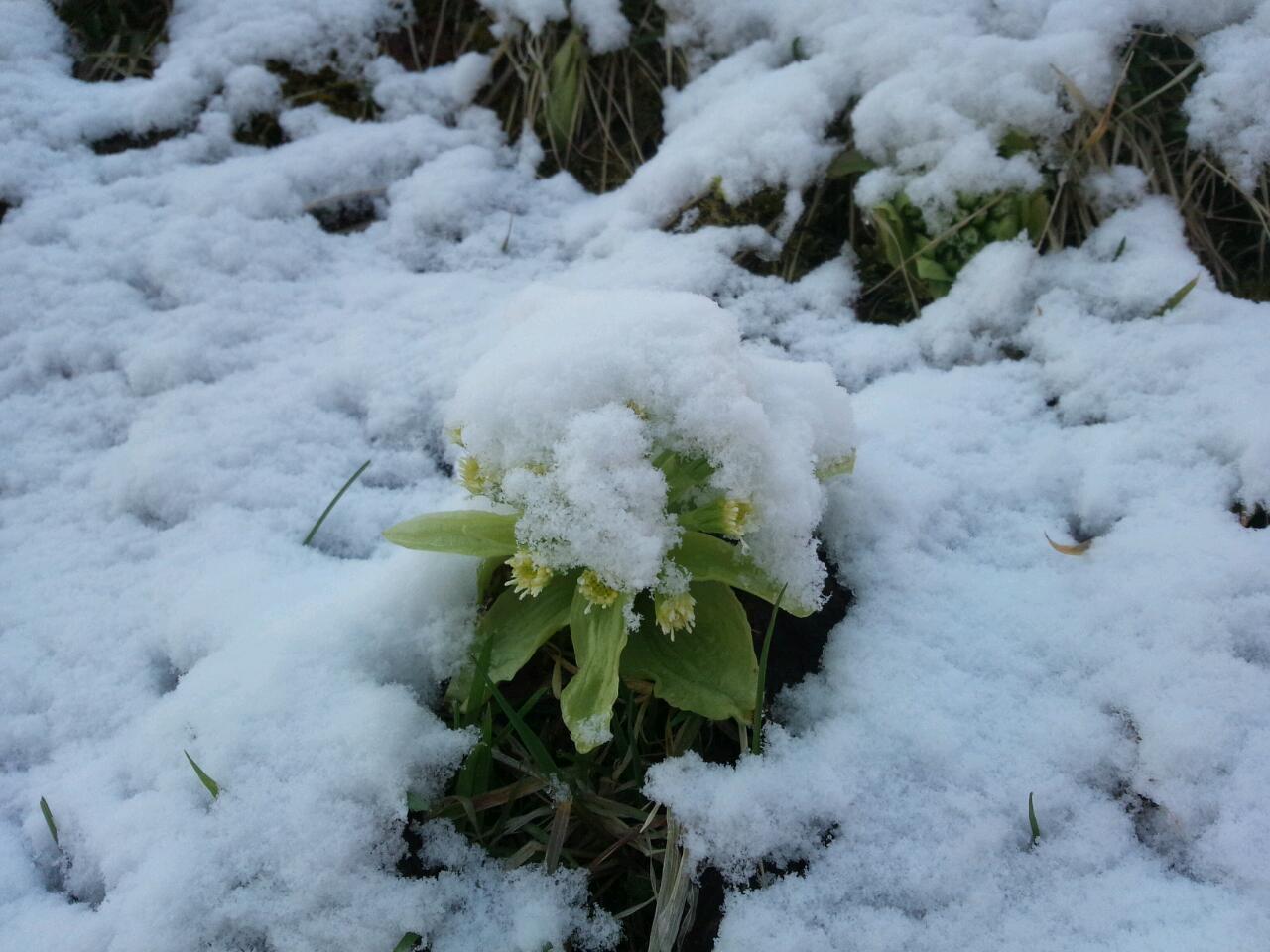 春の雪と、ふきのとう。