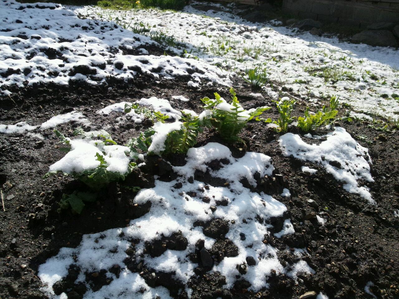 種採り大根もびっくりのなごり雪。