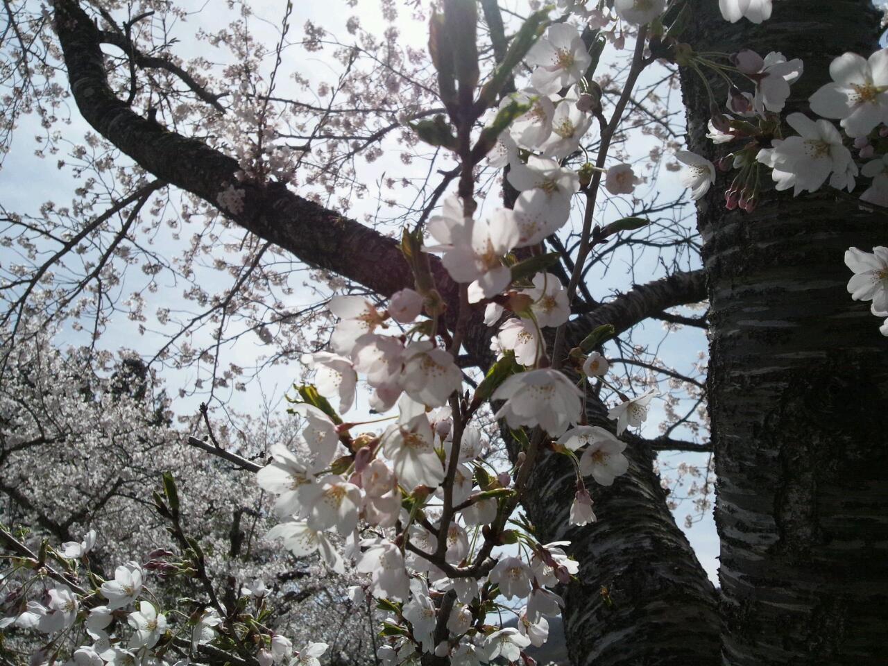桜、どどーんと満開なり。