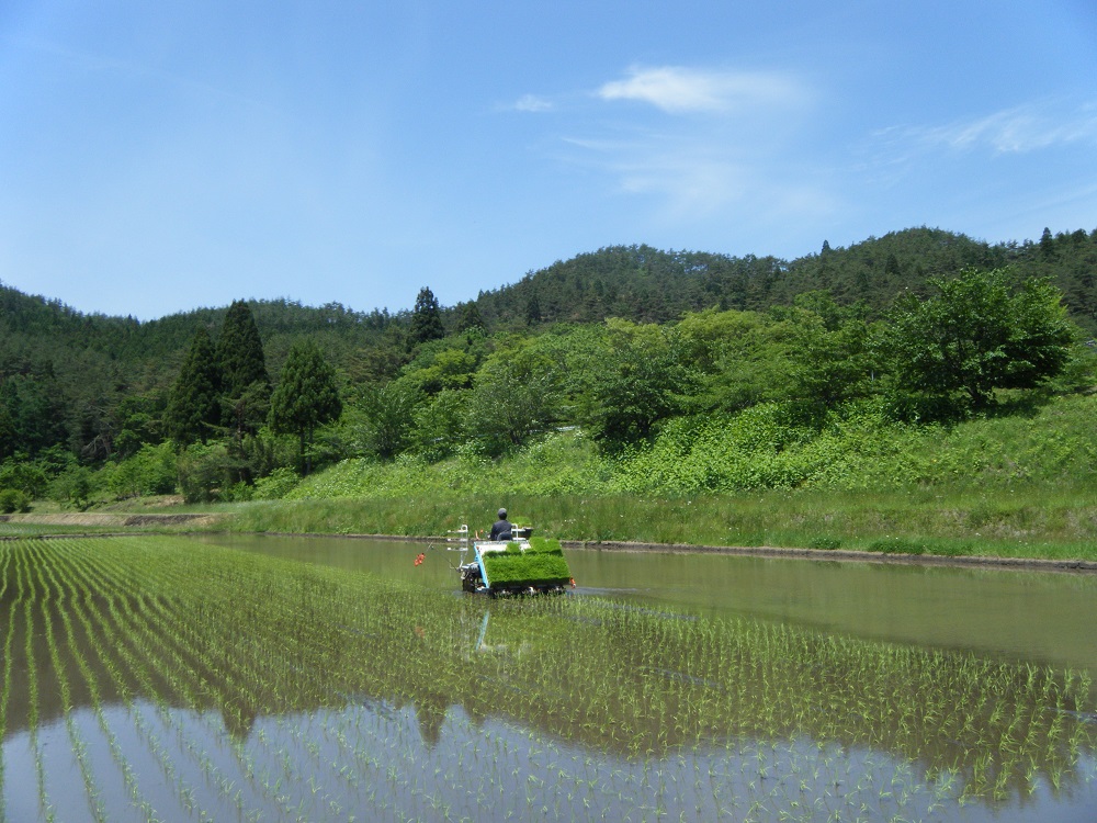 田植え日和♪（ちょっと暑すぎだったけど…）