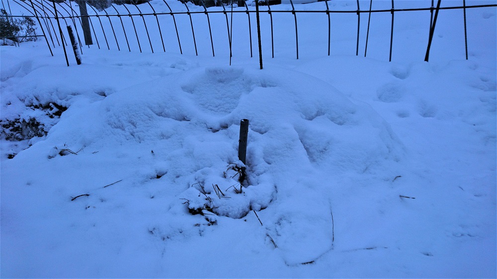 2018年2月　雪で覆われている土室（大根と人参などが入っています）。