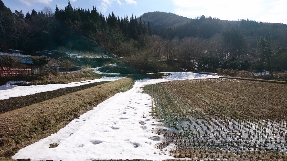 2018.3 雪がまだ残っている田んぼ。