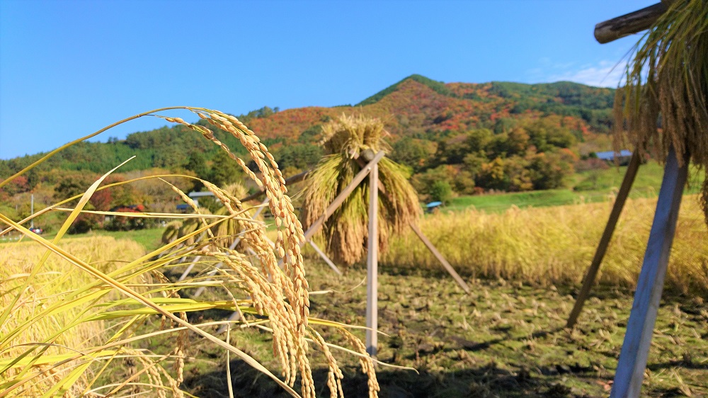 昨年の「亀の尾」。秋晴れの日の稲刈り。