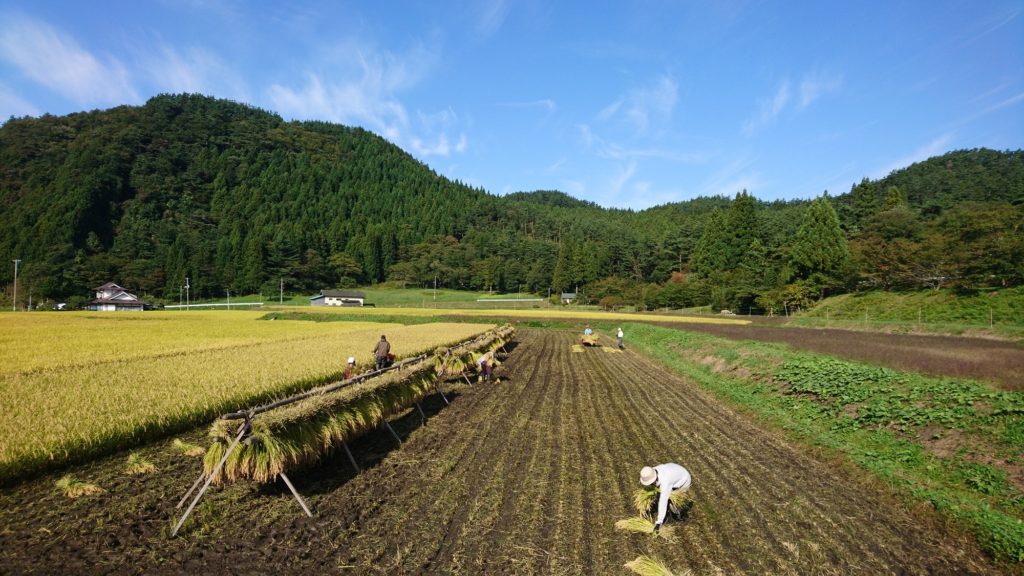 2020年10月　青空で稲刈り。よい気持ち。