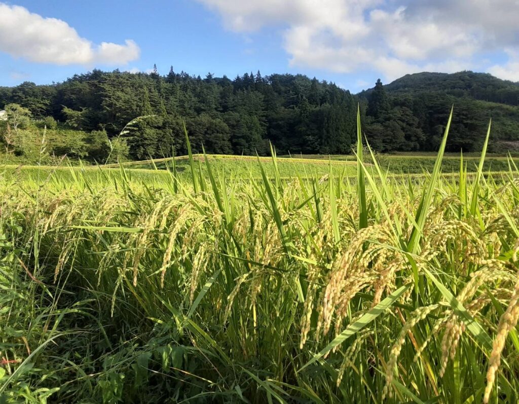 今日のササニシキ。穂が垂れて、すこしずつ色づいてきました。