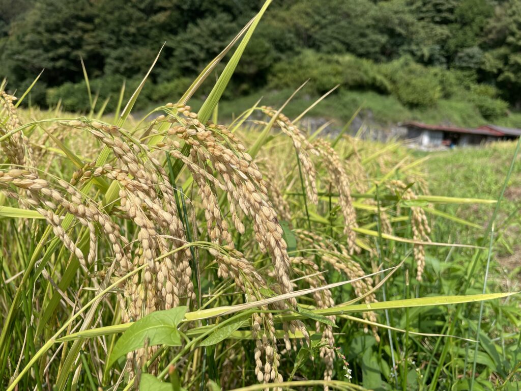 今日のお寺田んぼの遠野4号。収穫の日が近いことを感じてきました。